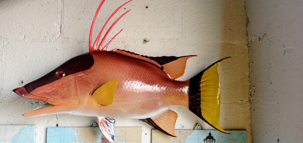 Trophy Hogfish Mount