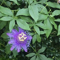 Purple Passion vine plant
