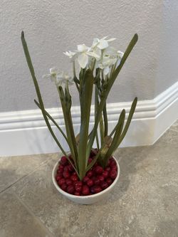 Holiday Paper-white Arrangement