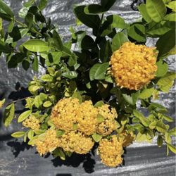 Ixora Maui Yellow - 3gl