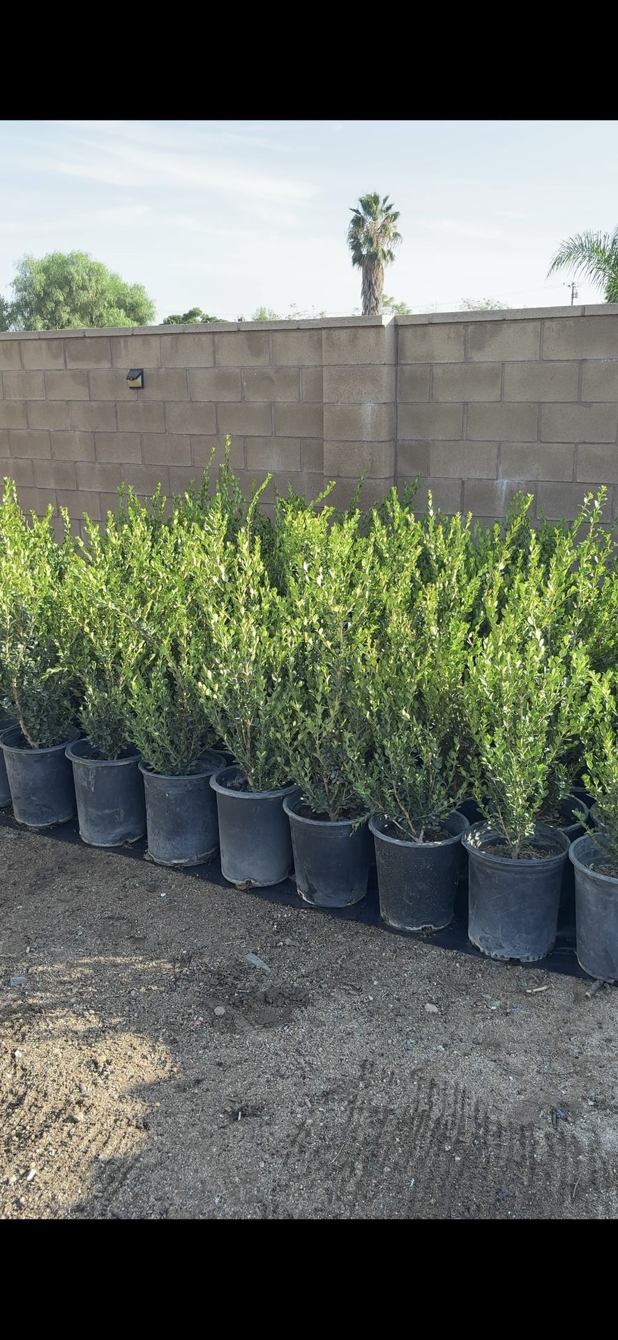 Arbustos Boxwood de 3.5 pies – Perfectos para Cercas, Bordes o Paisajismo