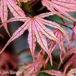 ‘Olsens Frosted Strawberry’ Japanese Maples 
