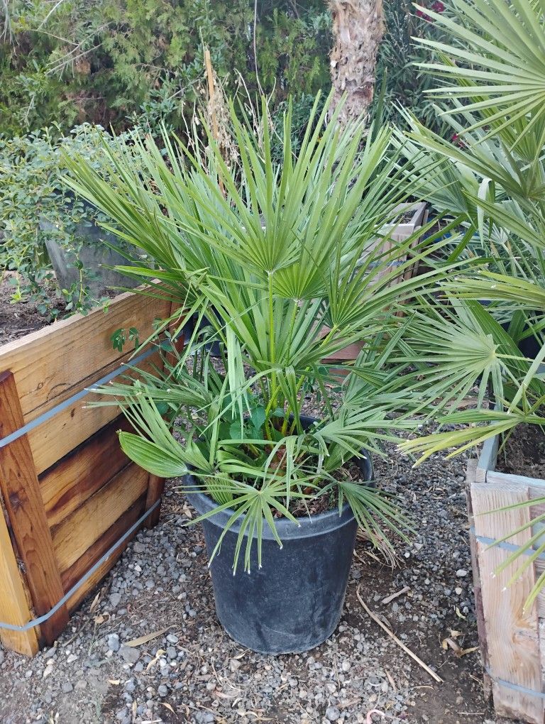 Alan's Nursery