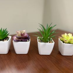Four mini Succulent Plants 
