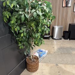 Fake Ficus plant