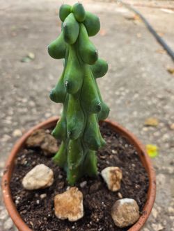Boobie Cactus