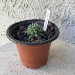 3 Inch Pot Succulent Plant - Echeveria Setosa - Firecracker Plant - Rooted & Established - Drought Resistant 🪴