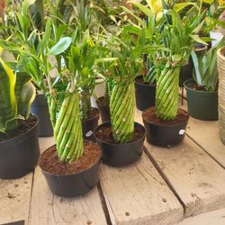 Lucky Bamboo Plant In 5" Nursery Pot 