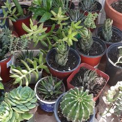 Suculentas