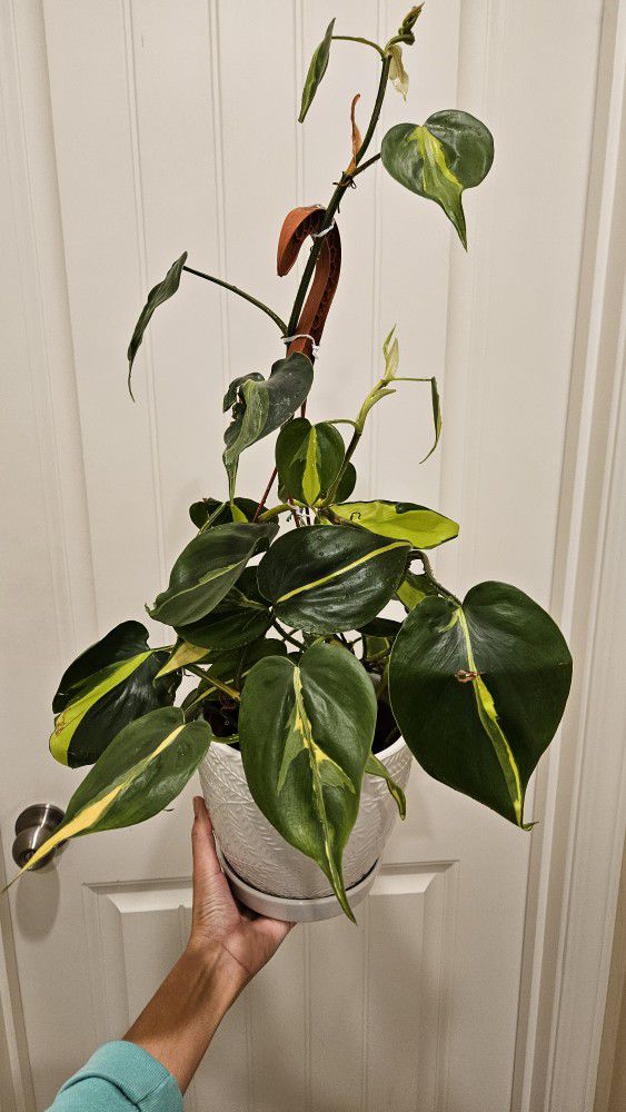 Philodendron Brasil(ceramic Pot Not Included)