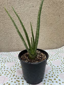 Aloe Vera Plant in Black Pot