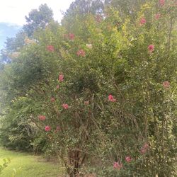 Crepe Myrtle Tree 