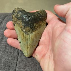 Megalodon tooth