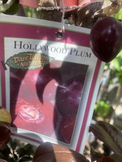Fruit Trees