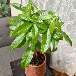 ♥️SUPER HEALTHY♥️2’Tall Gud Luck Money Tree (PLS READ DESCRIPTION)