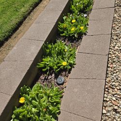 South African wide tongue succulents and others at lower than retail prices 