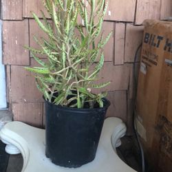 Plant $8