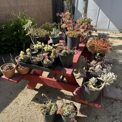 Succulent Sale 