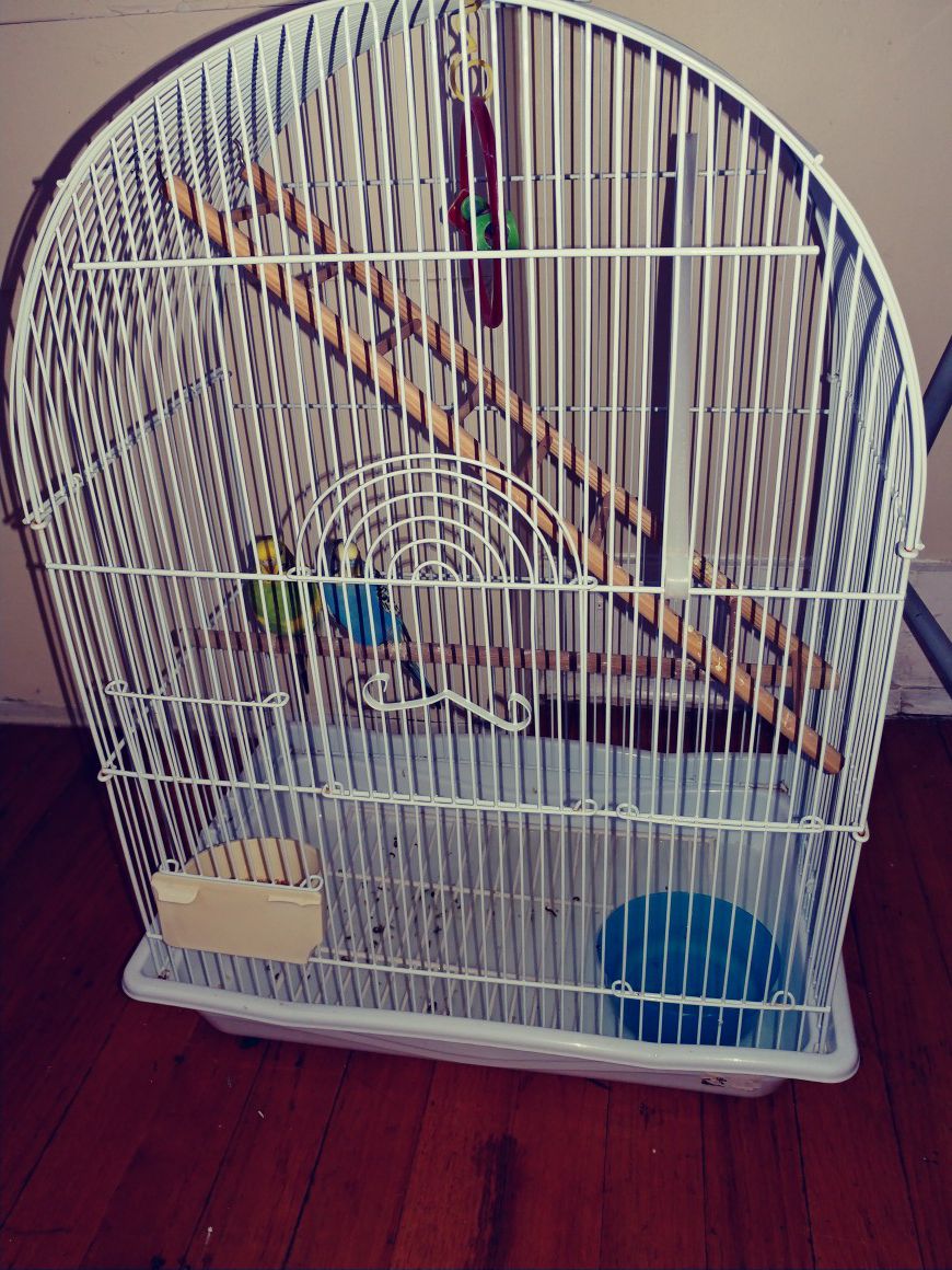 Cage with 2 Australian Bird