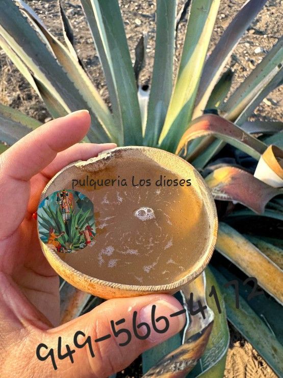 Pulquesito Natural 100 % Agave