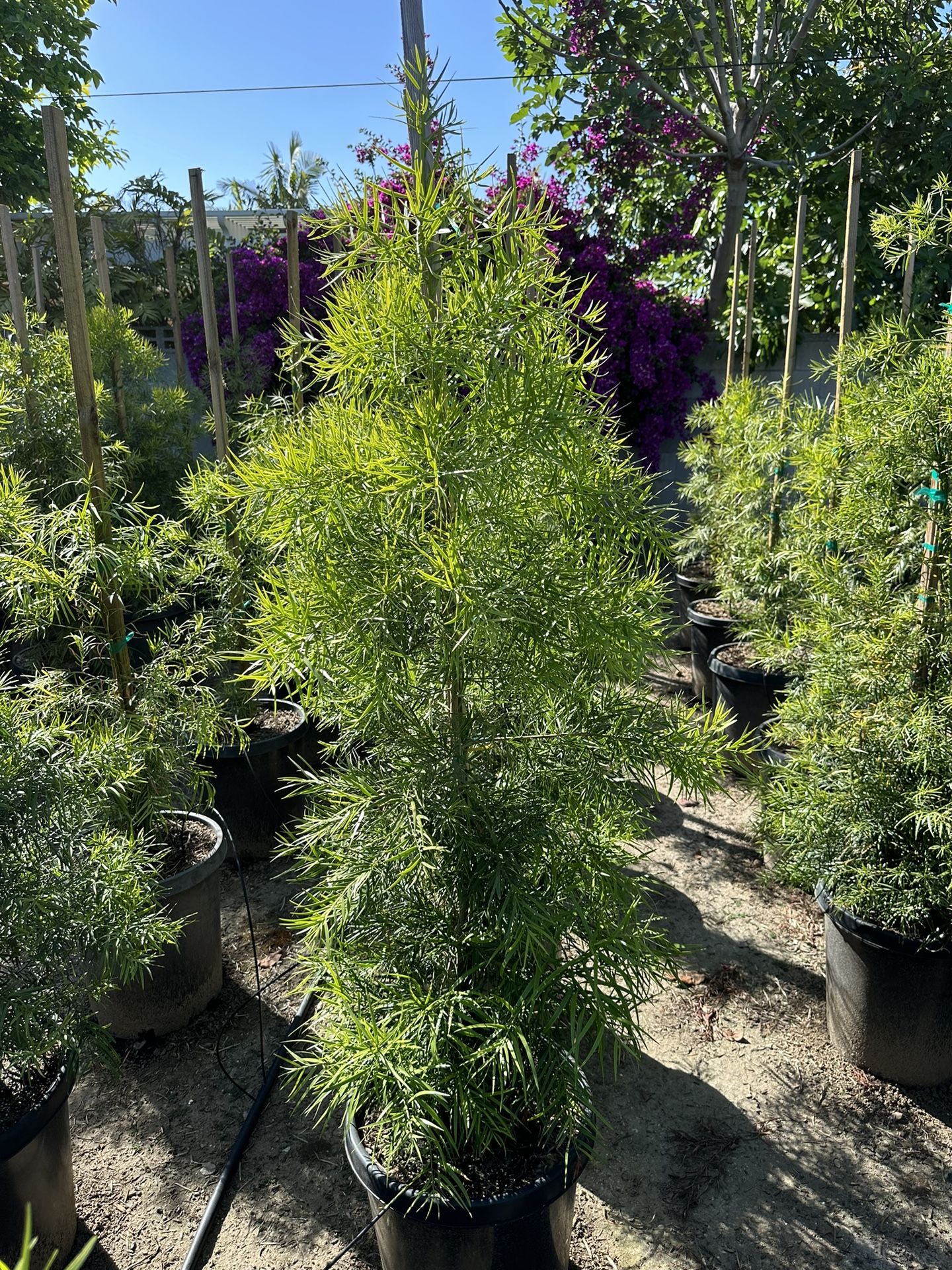 Podocarpus Gracilior Privacy Hedge