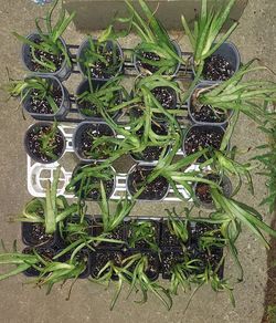 Aloe Vera Plants