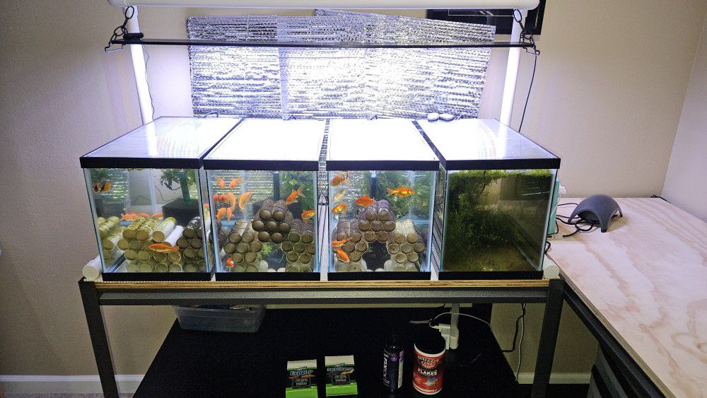 Aquarium Quarantine Setup w/ Four 10 Gallon Tanks