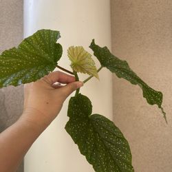 Begonia Lercerna Plant CUTTING -rooted 