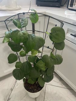 Hoya plant