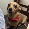 Louie