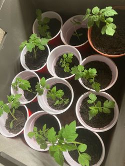 Plant starts for Sale – $2 Each!