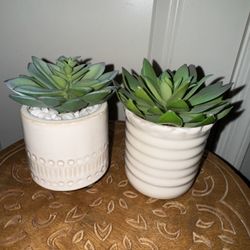 Succulent Decor