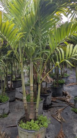 Christmas Palms About 7  Feet Tall Instant Privacy Hedge For Fence