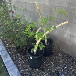 Moringa plant