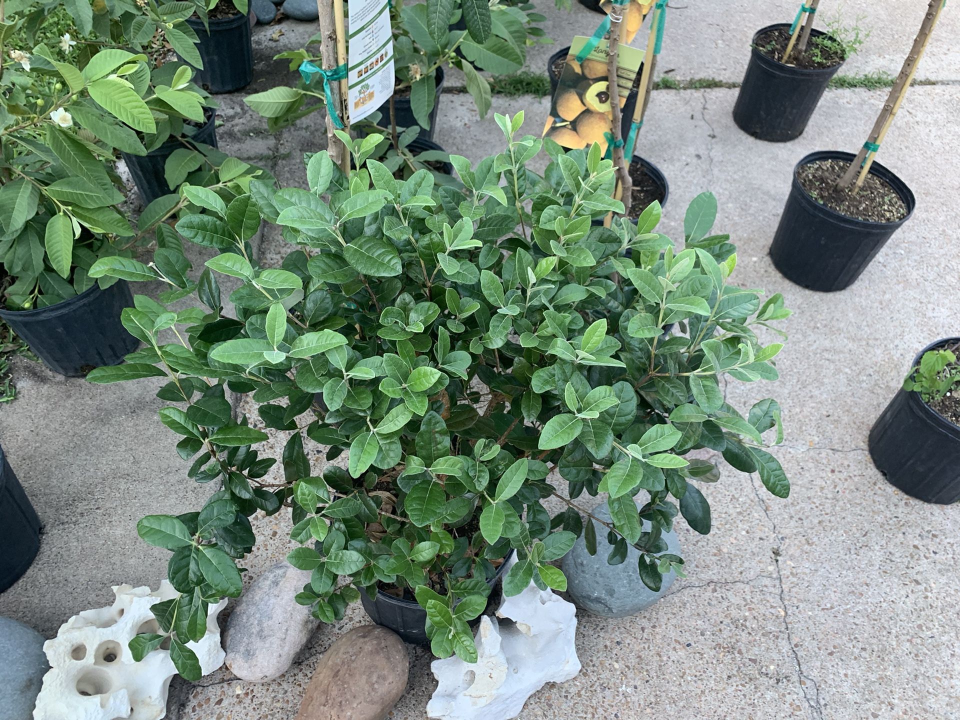 Pineapple Guava Tree for Sale in Stafford, TX OfferUp