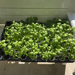 Genovese Basil 5oz Pot