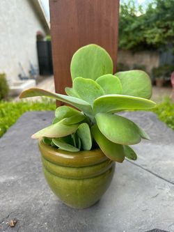 Flapjack Paddle Succulent