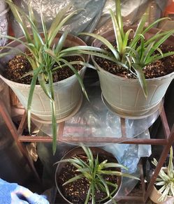 Bromeliads diferentes colores