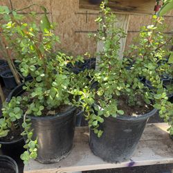 Elephant Food Plants In 5 G $30 Each Price Firm 