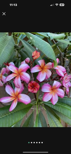 Hot Pink PLUMERIA SEASON