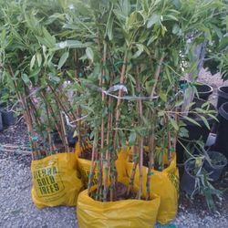 Almendra tree 50 Arboles $1000 mil