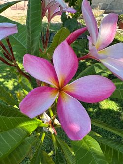 Plumeria
