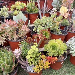Variety Of Succulents Plants 