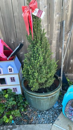 15 Gallon Spruce Tree