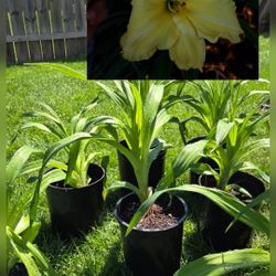 Daylily Big Blooms $6 Each Price Is Firm 