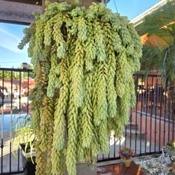 Hanging Donkey Tail Suculent Plant 