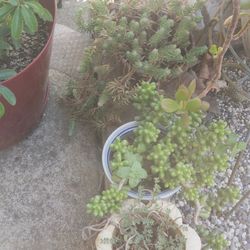 Plants 3 To 10