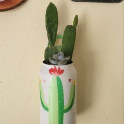 Cactus And Succulent 'Live Plants '