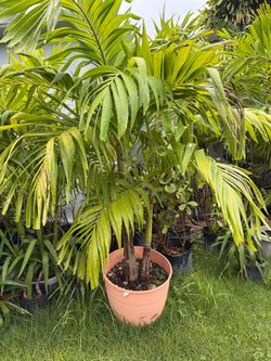 Palmas