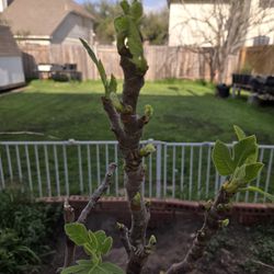 Fig Trees Available